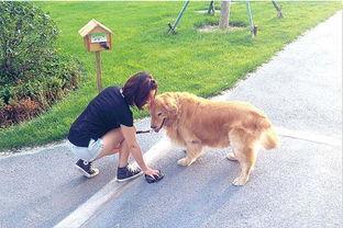 遛狗吃瓜现场视频大全集,趣味瞬间大盘点