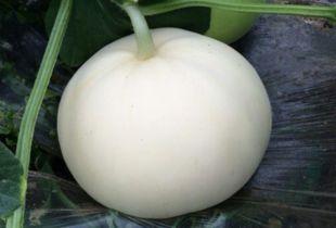 吃梨瓜怎么拍视频的说说,轻松记录美味瞬间