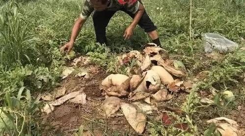 禹城吃瓜最新事件视频