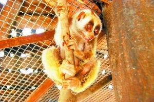 怪兽吃瓜的视频