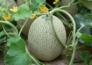 大傻瓜吃哈密瓜视频