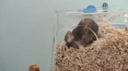 仓鼠吃瓜小视频,仓鼠吃瓜萌态十足