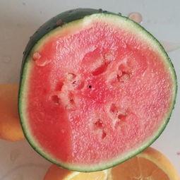 临洮吃瓜视频,揭秘当地特色美食与风土人情