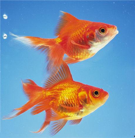 金鱼吃哈密瓜好吗视频大全,揭秘金鱼吃哈密瓜的趣味实验