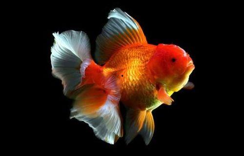 金鱼吃哈密瓜好吗视频大全,揭秘金鱼吃哈密瓜的趣味实验