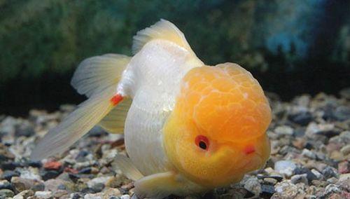 金鱼吃哈密瓜好吗视频大全,揭秘金鱼吃哈密瓜的趣味实验