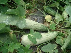 旅游吃羊角瓜视频播放下载