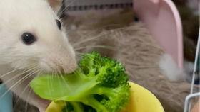 花枝鼠吃白瓜会死吗视频,花枝鼠误食白瓜致命之谜揭秘