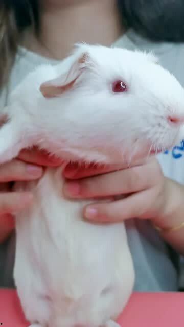 老猪吃瓜顶呱呱视频,趣味横生的顶呱呱视频大揭秘