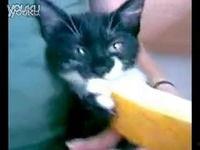 小花猫吃哈密瓜视频,小花猫的哈密瓜盛宴