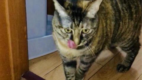 猫咪可以吃坏瓜吗视频,揭秘猫咪饮食禁忌