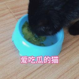 猫咪可以吃坏瓜吗视频,揭秘猫咪饮食禁忌