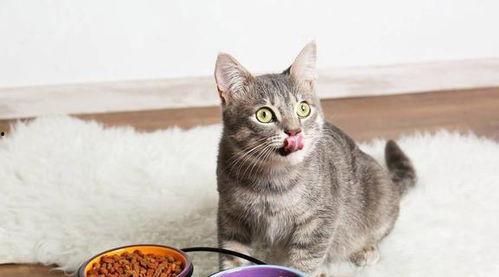 猫咪可以吃坏瓜吗视频,揭秘猫咪饮食禁忌