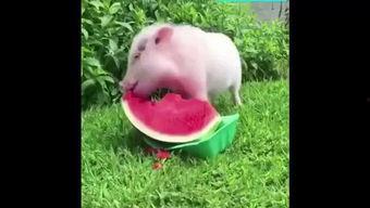 猪吃的西瓜是什么瓜啊视频,猪吃的西瓜究竟是什么瓜？