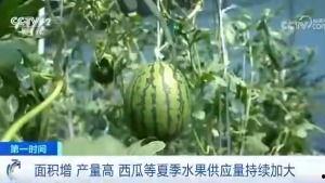 玉京山下吃瓜群众视频,一幕幕视频背后的故事
