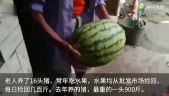 吃瓜一定要吃全部视频,揭秘吃瓜群众的全面追剧攻略