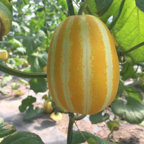 新瓜在哪吃,揭秘最佳品尝新瓜之地