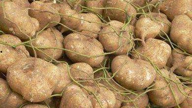 吃附子能吃甜白瓜,探寻神奇食补搭配之谜