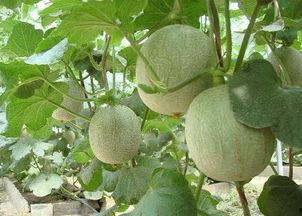 痤疮吃哈密瓜好吗,食用指南