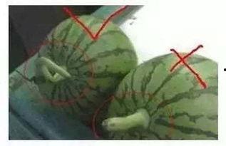 吃瓜用什么音效,揭秘吃瓜群众的音效盛宴