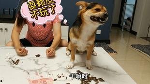 赖狗吃瓜,揭秘娱乐圈的幕后故事