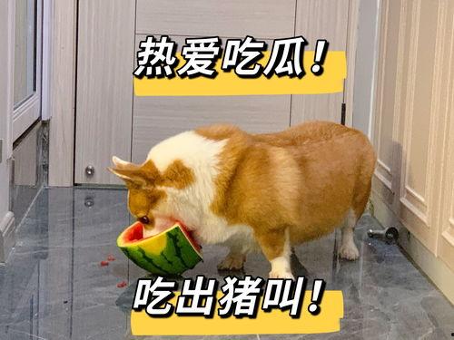 赖狗吃瓜,揭秘娱乐圈的幕后故事