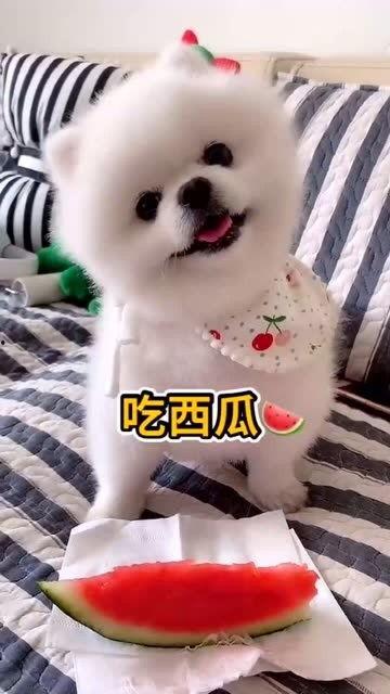 赖狗吃瓜,揭秘娱乐圈的幕后故事