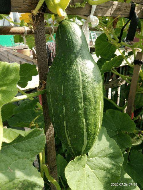 花朵吃瓜官方,揭秘植物界的趣味食客