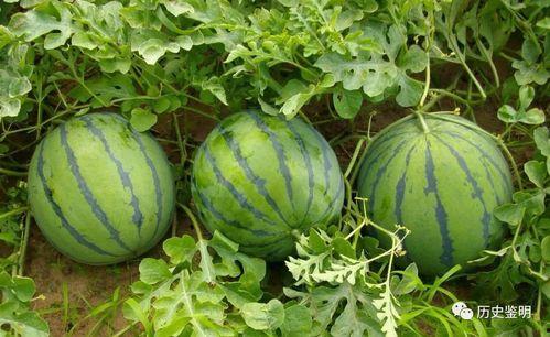 边游泳边吃瓜,品味瓜香——边游泳边吃瓜的夏日悠闲时光