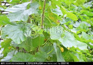 瓜棚吃瓜美文,一场与自然的亲密邂逅