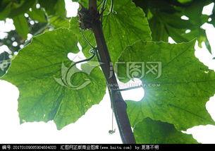 瓜棚吃瓜美文,一场与自然的亲密邂逅