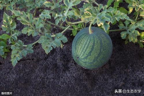 吃瓜生长过程,吃瓜生长的奇妙旅程