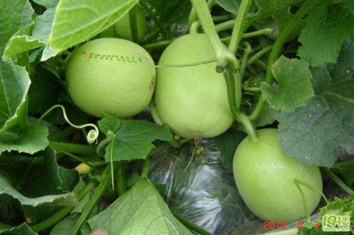 吃瓜生长过程,吃瓜生长的奇妙旅程