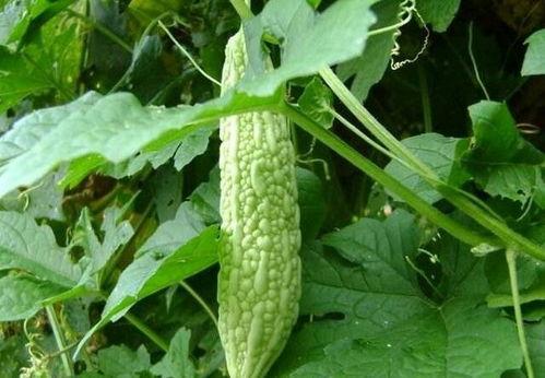 阴瓜怎么吃,解锁健康美味新体验