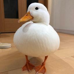 带你吃瓜鸭玩具,带你走进“带你吃瓜鸭”玩具的趣味世界