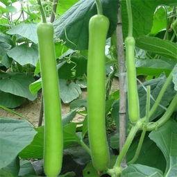 付瓜怎吃,解锁夏日清凉美味新境界