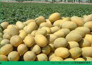 鸡蛋和哈密瓜一起吃吗,营养互补的美食探索