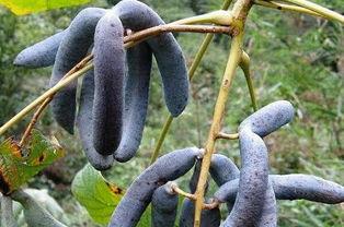 猫儿吃瓜群,揭秘猫咪的娱乐生活与社交圈