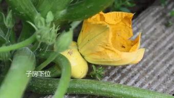 猫儿吃瓜群,揭秘猫咪的娱乐生活与社交圈