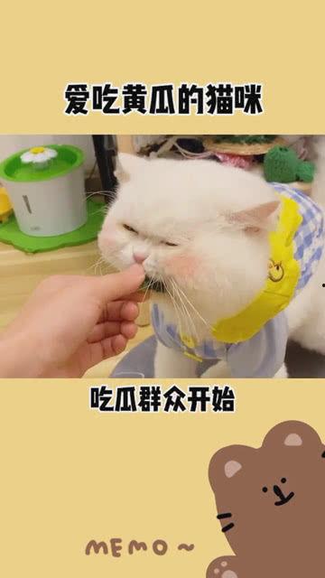 吃瓜吃瓜吃瓜啦,揭秘吃瓜群众的狂欢盛宴