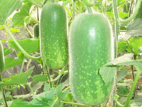 8487124吃瓜群,一场网络狂欢的幕后故事