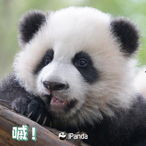 熊猫为什么吃瓜,揭秘为什么它们偏爱吃瓜