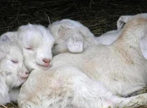 小羊视频吃瓜,一场别开生面的吃瓜盛宴