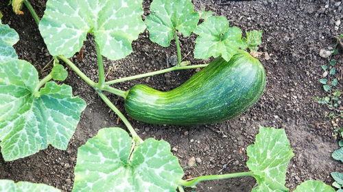 怀孕可以吃瓠瓜,瓠瓜助力母婴健康