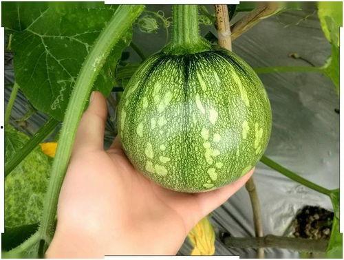 上海新冠吃瓜,吃瓜群众视角下的疫情观察