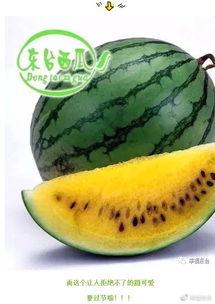 全市吃瓜,吃瓜群众如何成为焦点