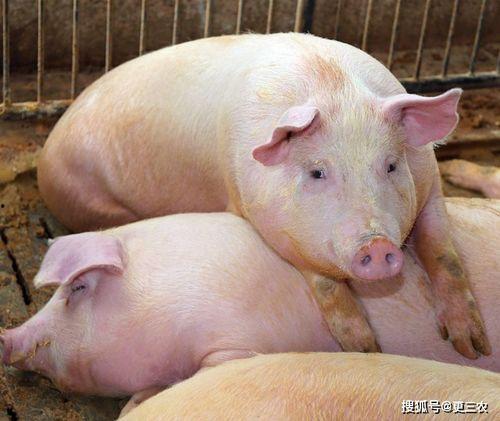 梦见白猪吃角瓜