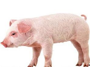 梦见白猪吃角瓜