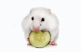 小仓鼠会吃瓜吗,西瓜大挑战