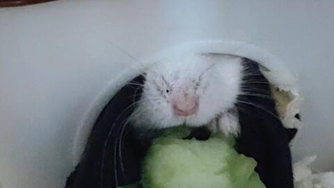 小仓鼠会吃瓜吗,西瓜大挑战